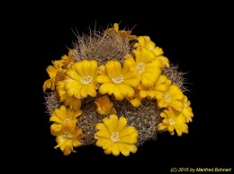 Sulcorebutia arenacea v. kamiensis L974 2283